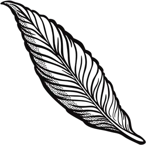 Detailed Feather Illustration PNG image