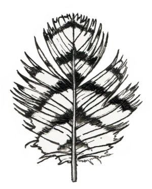 Detailed Feather Sketch Artwork PNG
