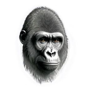 Detailed Gorilla Drawing Png Iyc PNG image