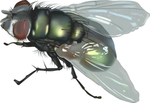 Detailed Housefly Illustration PNG image