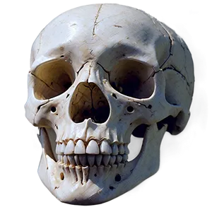 Detailed Human Skeleton PNG 29