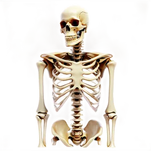 Detailed Human Skeleton PNG 52 PNG