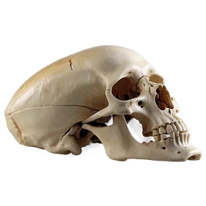 Detailed Human Skeleton PNG Pyo PNG