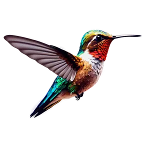 Detailed Hummingbird Png 05212024 PNG image