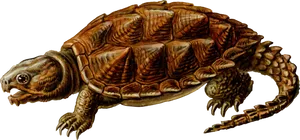 Detailed Illustrationof Turtle PNG image