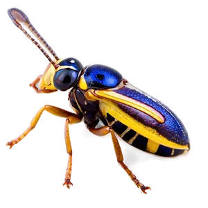 Detailed Insect Macro Picture Png Cvu PNG image