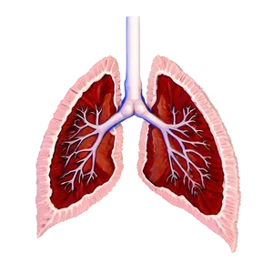 Detailed Lung Cross Section Png Dex PNG image