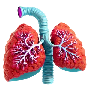 Detailed Lungs Diagram Png 05232024 PNG image
