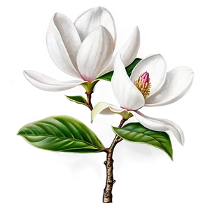 Detailed Magnolia Flower Drawing PNG Mff PNG