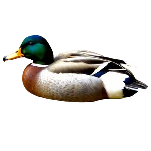 Detailed Mallard Duck PNG Otw
