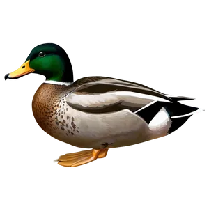 Detailed Mallard Duck Png Uno3 PNG image