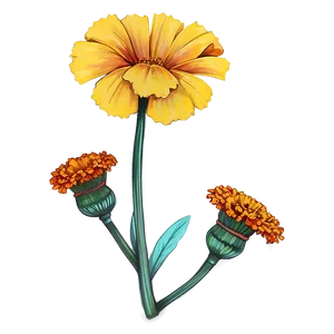 Detailed Marigolds Sketch PNG 94
