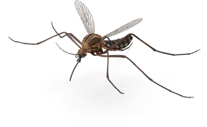 Detailed Mosquito Illustration.png PNG image