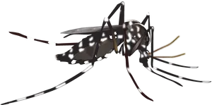 Detailed Mosquito Illustration PNG image