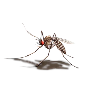 Detailed Mosquito Png 92 PNG image