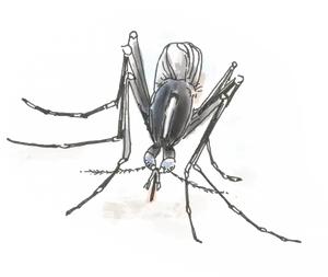 Detailed Mosquito Sketch.png PNG image