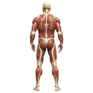 Detailed Muscle Anatomy Png Sjg30 PNG image