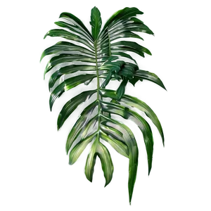 Detailed Palm Leaves PNG 05252024