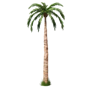 Detailed Palm Trees PNG Uas55