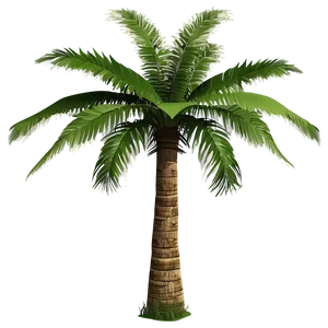 Detailed Palm Trees PNG Ywa
