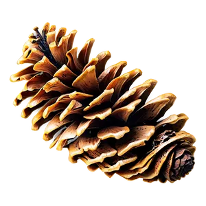 Detailed Pine Cone Png 06202024 PNG image