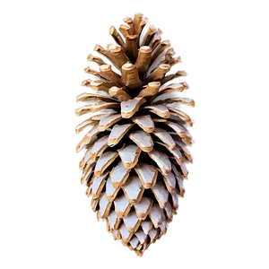 Detailed Pinecone Outline Png Nkn PNG image