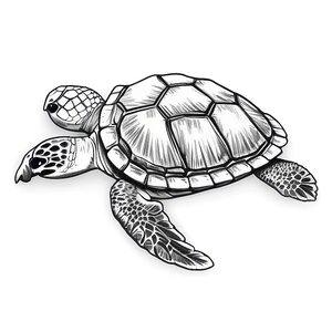 Detailed Sea Turtle Sketch Png 05242024 PNG image