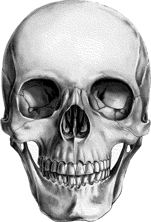Detailed Skull Drawing.png PNG