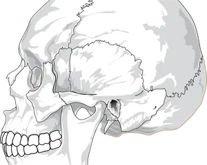 Detailed Skull Illustration.png PNG