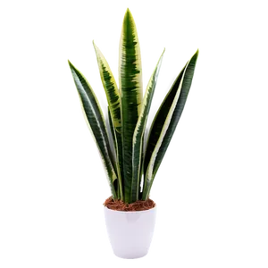 Detailed Snake Plant PNG 06122024