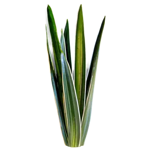 Detailed Snake Plant Png Ked14 PNG image