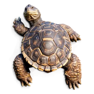 Detailed Snapping Turtle Artwork PNG 06252024 PNG
