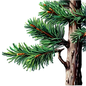 Detailed Spruce Tree Drawing Png 62 PNG image