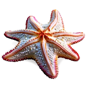 Detailed Starfish Anatomy PNG 98