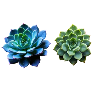 Detailed Succulent Png 54 PNG image
