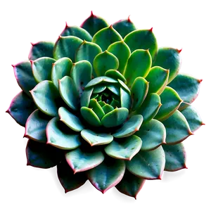 Detailed Succulent Png Mwu10 PNG image