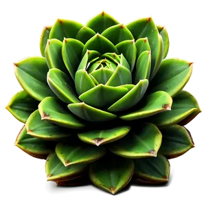 Detailed Succulent Png Rka PNG image