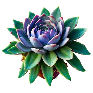 Detailed Succulent Png Sxd PNG image