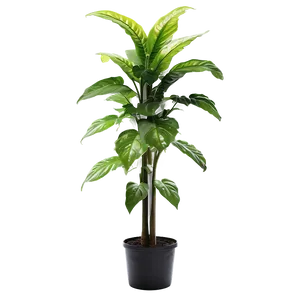 Detailed Tall Plant PNG 34