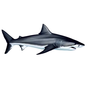 Detailed Tiger Shark Sketch Png 06212024 PNG image