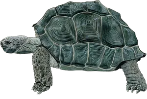 Detailed Tortoise Drawing