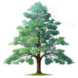 Detailed Tree Elevation Png 06262024 PNG image