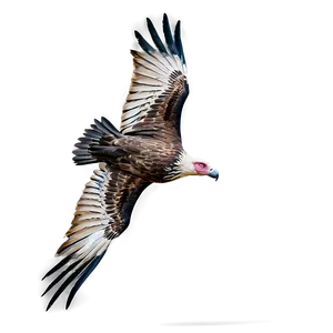 Detailed Vulture Circling PNG 74 PNG