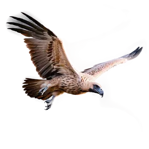 Detailed Vulture Circling PNG Aar PNG