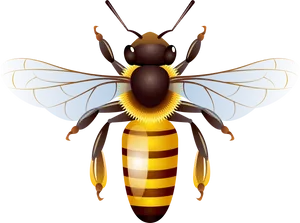 Detailed Wasp Illustration.png PNG image