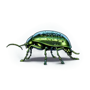 Detailed Weevil Artwork Png Iab PNG image