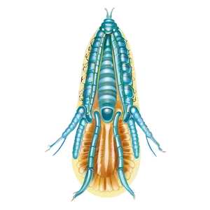 Detailed Zooplankton Drawing PNG Rrl16 PNG
