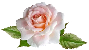 Dew Kissed Pink Rose.png PNG image