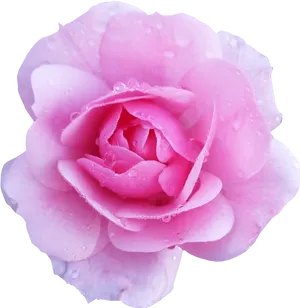 Dew Kissed Pink Rose PNG image