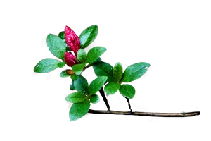 Dew Kissed Red Berriesand Green Leaves